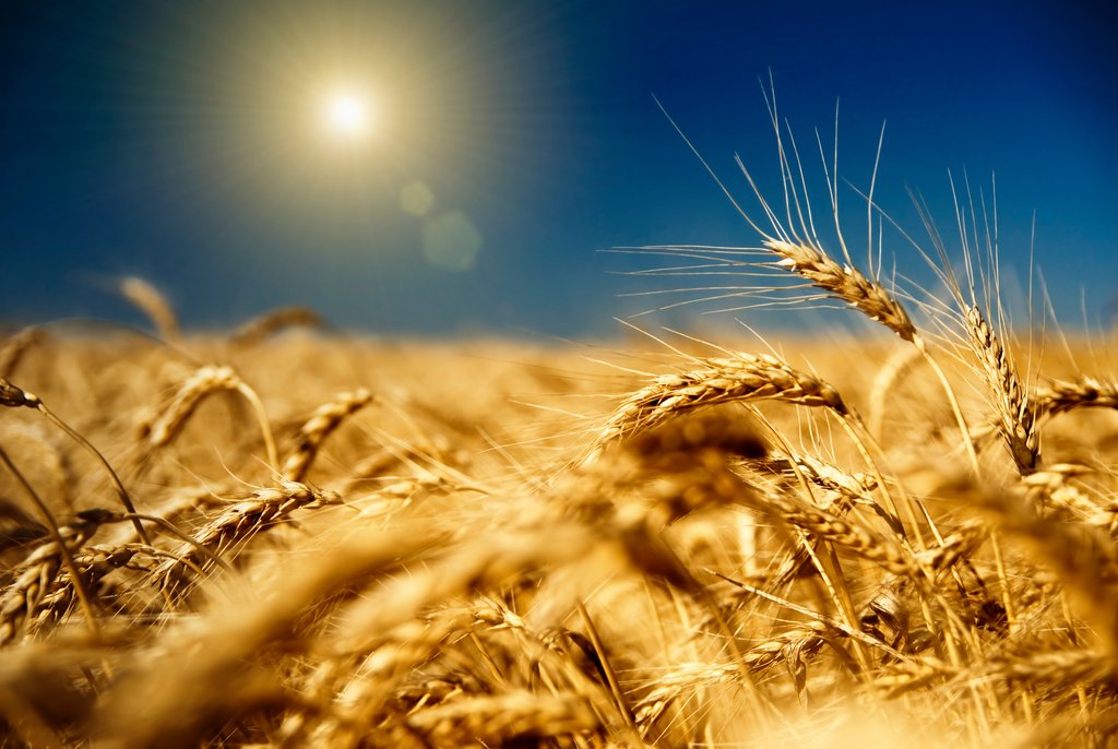 Food Security: wheat exports as a weapon