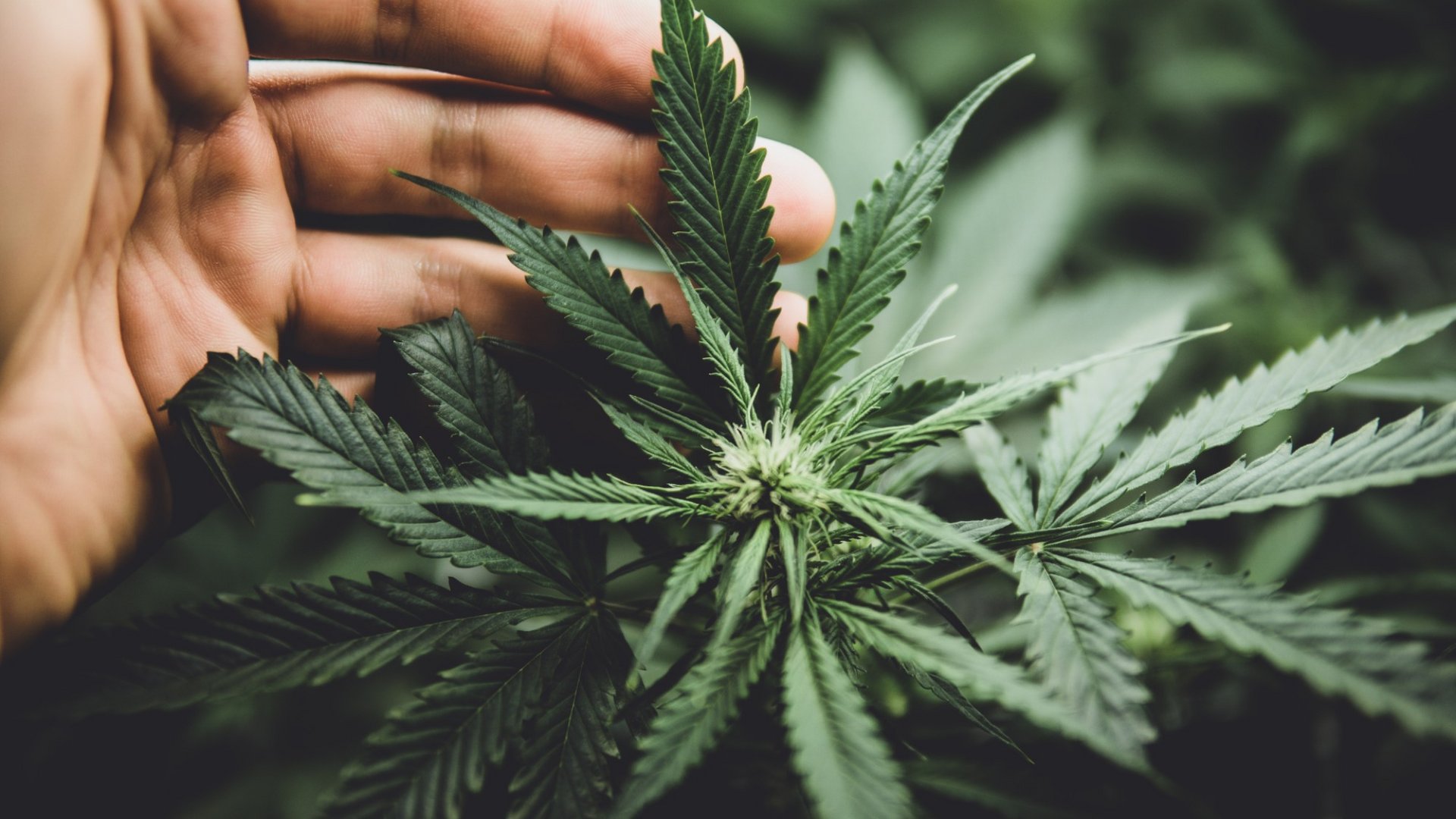 wie lange ist einmaliger cannabiskonsum im urin nachweisbar